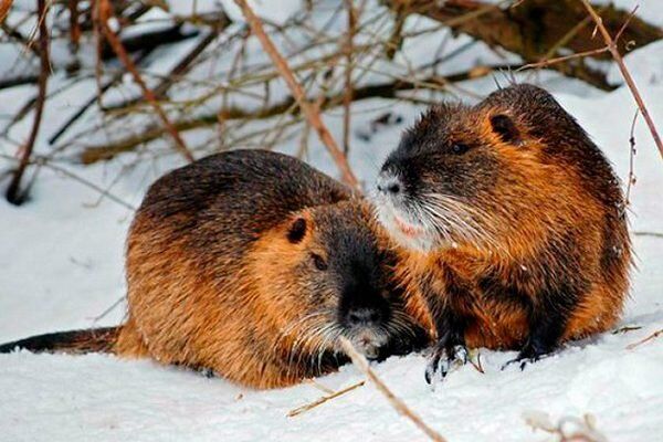 ������ ������ � �������: ��� ������� ��������� �������