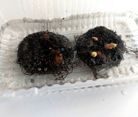 Секреты успешного проращивания и посадки клубней бегоний