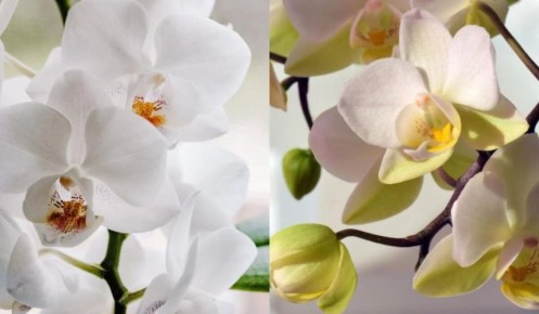 ��� ���������� ������� ����������� �������� ��� �������� ������� ���