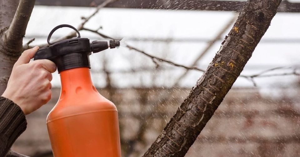 ������ ����� ����: ������� ������ �������� �� �������� � ����������