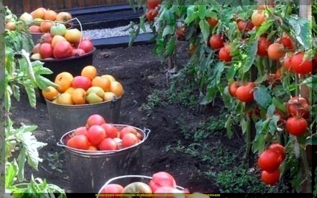 Томаты, которые оценили дачники: лучшие сорта для теплиц и открытого грунта