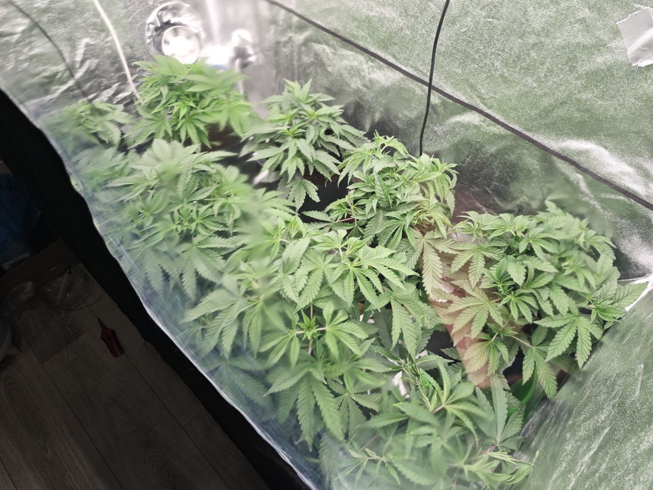 Пензенские полицейские пресекли незаконный оборот крупной партии наркотиков Пензенские полицейские пресекли незаконный оборот крупной партии наркотиков