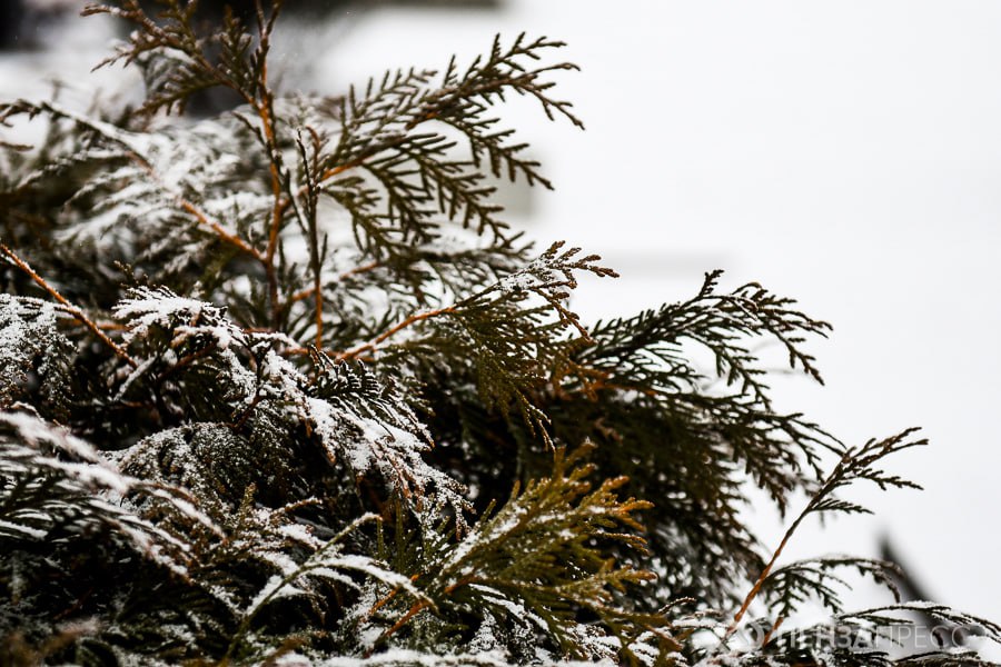 В Пензе 25 февраля ожидается до нуля градусов и небольшой снег