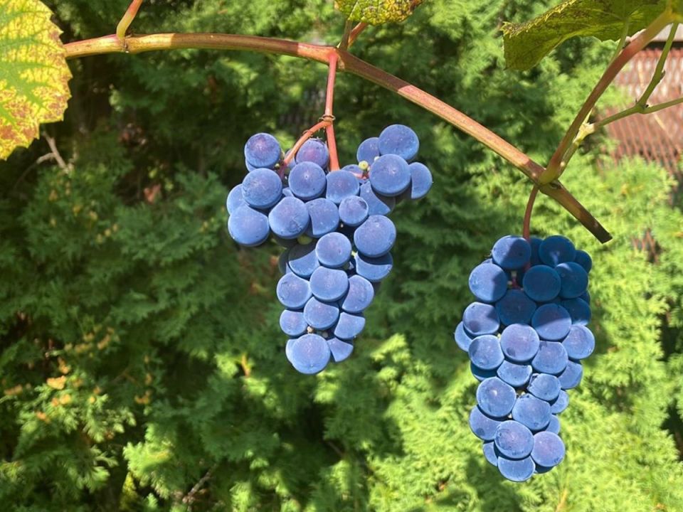 ����� ������ ���������� �������: ��� �������� ����������� �� ������ ��� �������