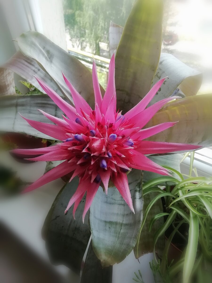 Как заставить эхмею расцвести: секреты и советы