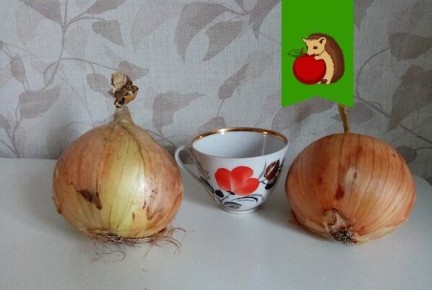 Почему лук Эксибишен не покорил гурманов?