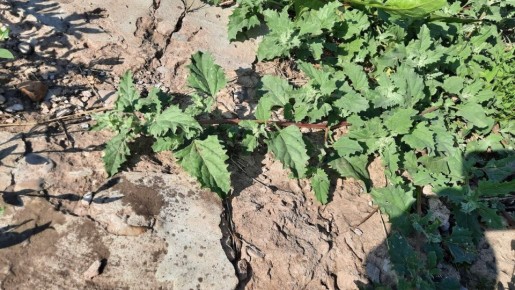 Эффективное средство против сорняков, о котором многие забыли