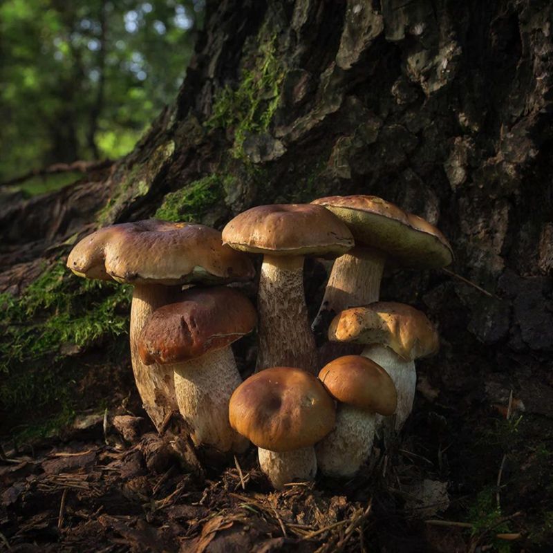 ������� �����: ��� ������, ���� ����� �������� ����� ��������