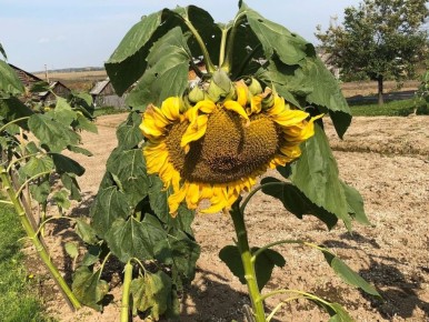 Почему стоит избегать подсолнухов в огороде