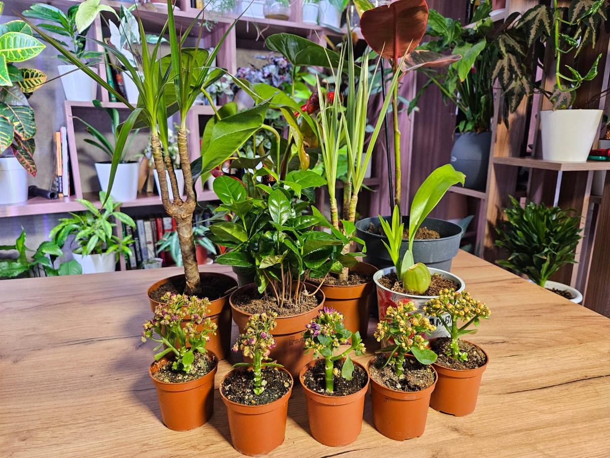 Как 13 заброшенных растений превратились в настоящие шедевры за 9 месяцев