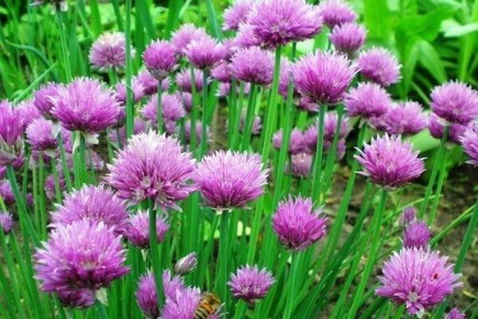 �������������� ���� ����� ������� � ��� �����������