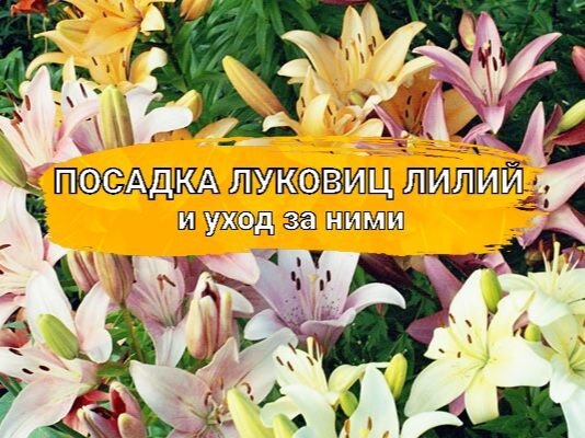 Как правильно сажать луковицы лилий и ухаживать за ними