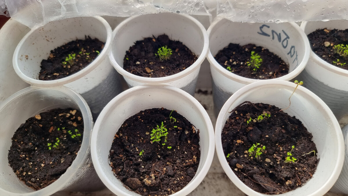 Тонкости выращивания рассады лобелии: что важно знать