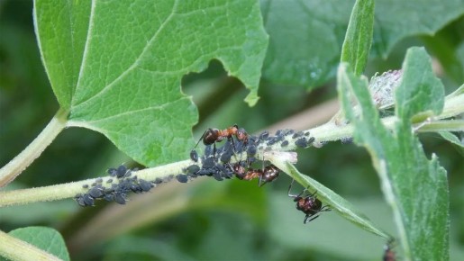 ����������� ������ ������ � ���� �� ����� �������