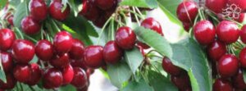 Дюк: как вырастить уникальную черевишню и лучшие сорта для вашего сада