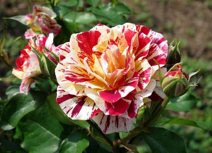 Садовые красавицы: Топ-10 роз для вашего участка