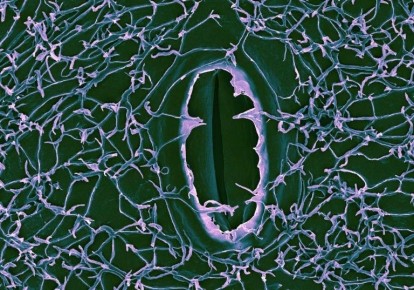 ������ �������� ����������� ������ � ��� ��� �� ����?