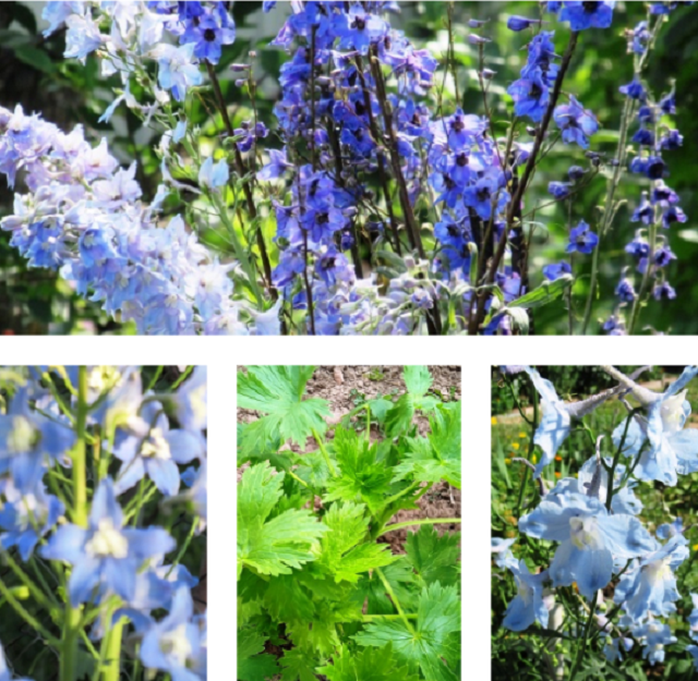 Как правильно ухаживать за дельфиниумом осенью