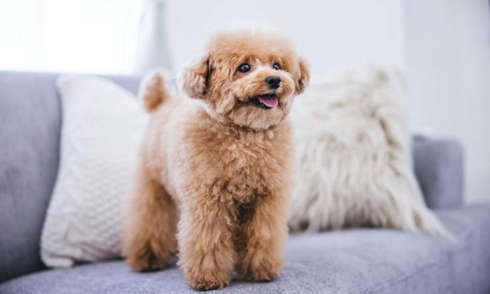 ������� � ����� �����: ����� �������� ����� ��������� � �������