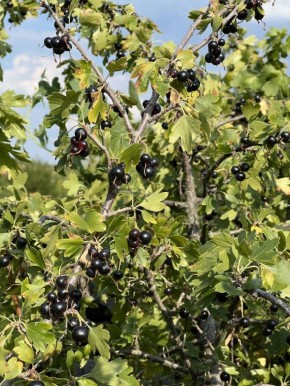 Как справиться с почковым клещом осенью и спасти урожай смородины