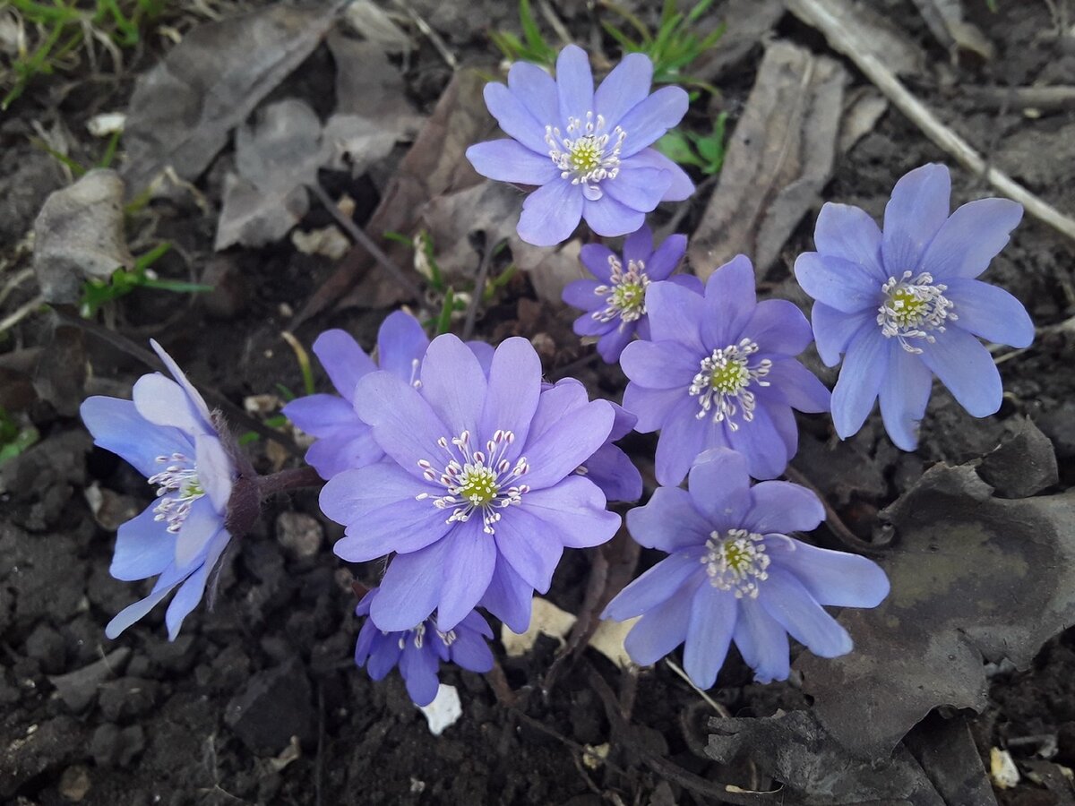 Новые сорта печеночниц: как зимние морозы дарят предвкушение весны