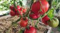 Как собрать летний урожай помидоров уже в июне