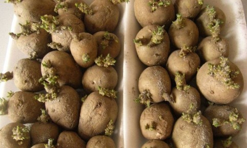 Как правильно подготовить картофель к посадке: рекомендации эксперта