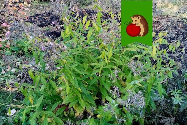 ���� �� �������� ������: �������� ���� ��� �������� �������