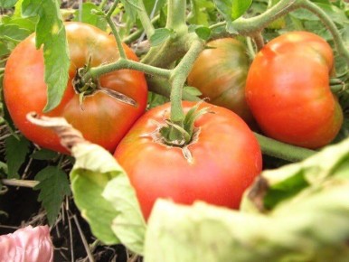 Как избежать фитофторы на томатах: неожиданные ошибки и ключевые меры предосторожности