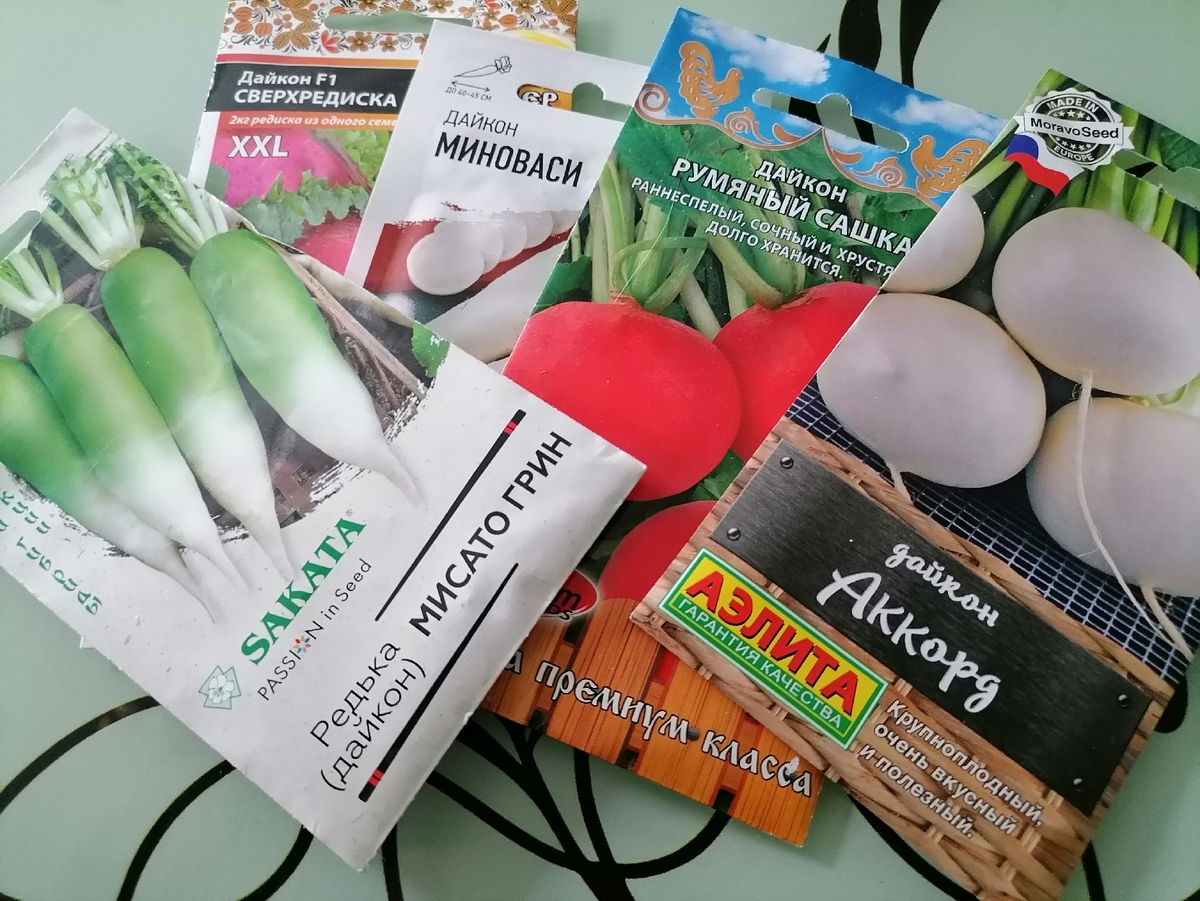 Сравниваем самые интересные сорта редиски и дайкона