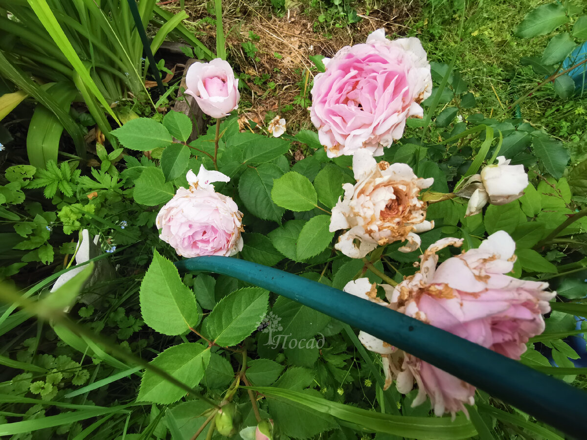 Как сохранить коробочные розы до высадки: секреты и советы