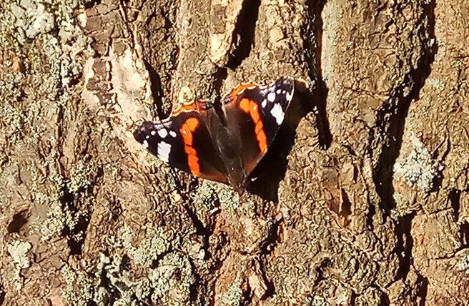 ������ � ����: ��� ������ �������, ����� �� ������� �� �����