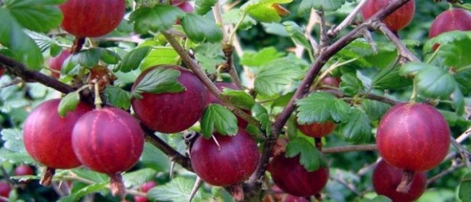 ����������� ������ ������ � ��������� ����� �� ����������