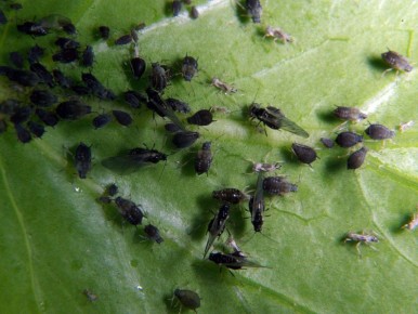 Домашнее лекарство от тли: простой рецепт с содой и йодом