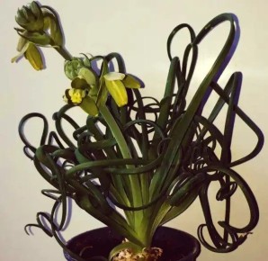 Альбука спиральная: восхитительное растение, завораживающее цветоводов всего мира