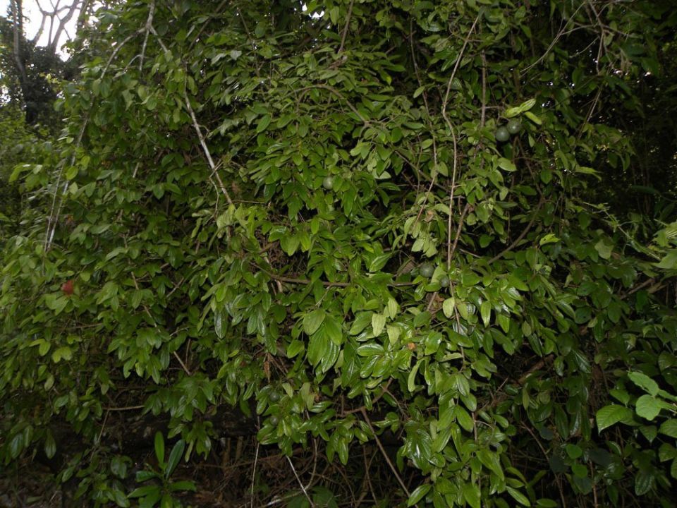 ��������: ������������ ��������� �������