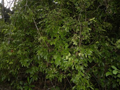 Стрихнин: смертоносный альтруист природы