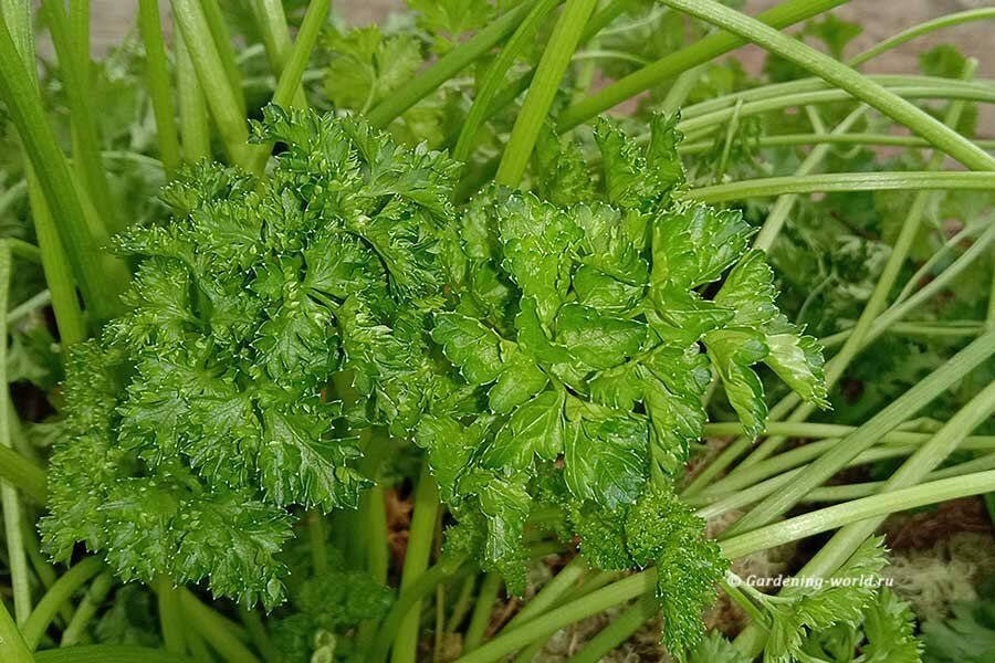 ��� ��������� �������� �� ������ � ������� �� ��� ����