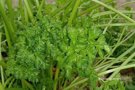 Как сохранить петрушку на грядке и посеять ее под зиму