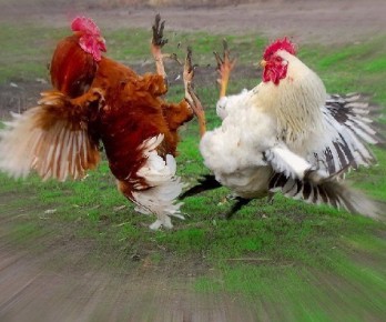 Как избежать конфликтов и наладить мирные отношения