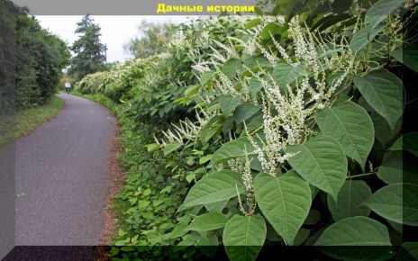 Опасные растения для сада: о чем стоит помнить дачникам