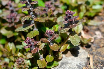 ������� ��������: ��������� ����� ��� ������ ����