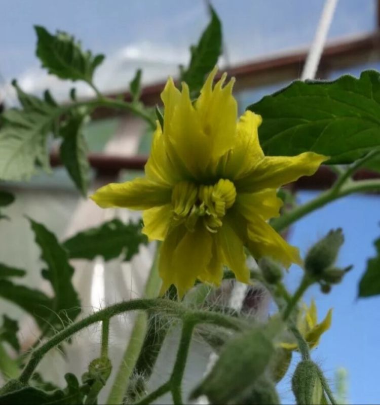 �������� ������ �������: ����� �� �� �������?