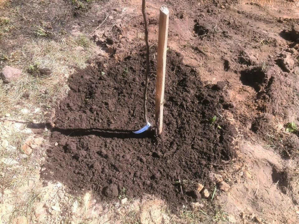 ��� ��������� ����������� ��� ��� ������� ����� �� ����