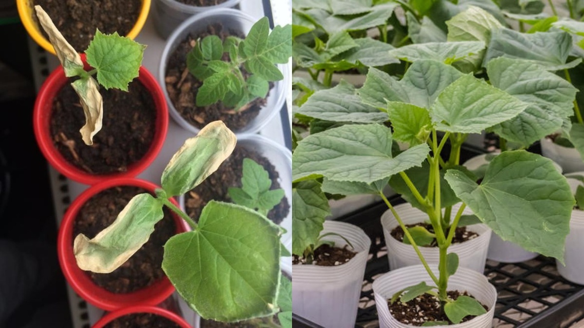 Как спасти слабую рассаду огурцов: проверенный деревенский метод на практике