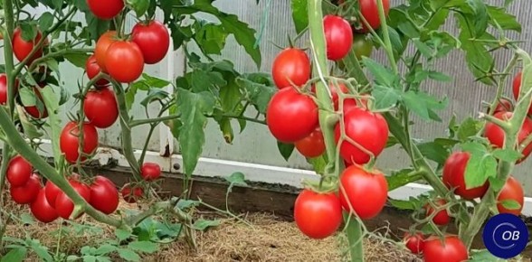 ��� ������������� ������� � �������: ������� ������