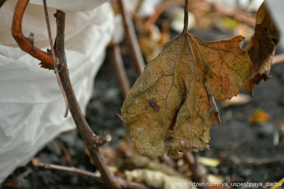 ��� ����������� �������� � ���� ��� �������� ������