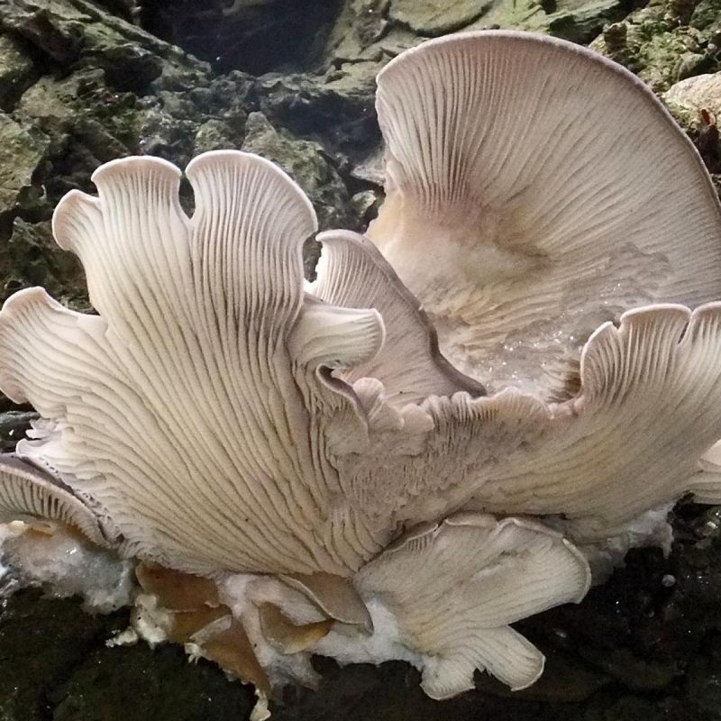 ��� ��������� �����: ��������� ��� ��� �������