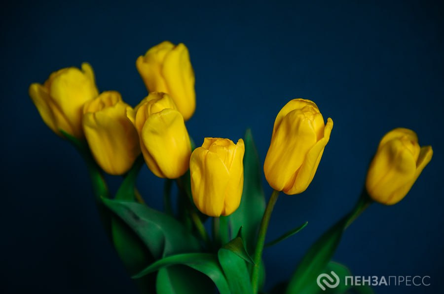 Где в Пензе будут работать цветочные ярмарки к 8 Марта: список адресов