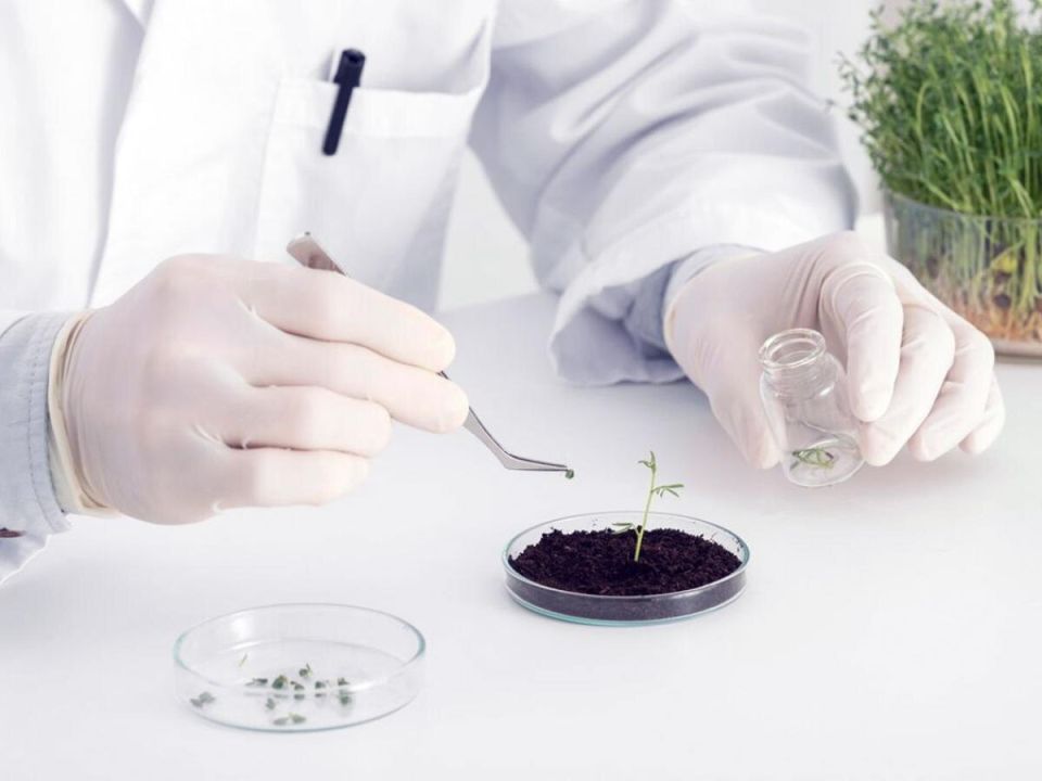 ��� ������ ����������� ����� �� 5 �����: ������� ������ ��������